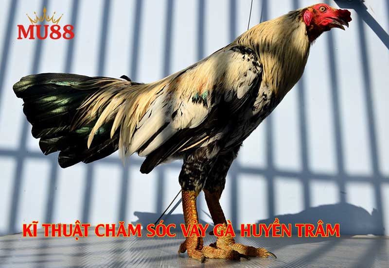 Kỹ thuật chăm sóc và huấn luyện chiến kê vảy Huyền trâm