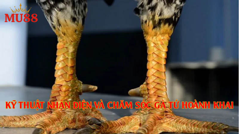 Kỹ thuật nhận diện và chăm sóc gà có vảy tứ hoành khai