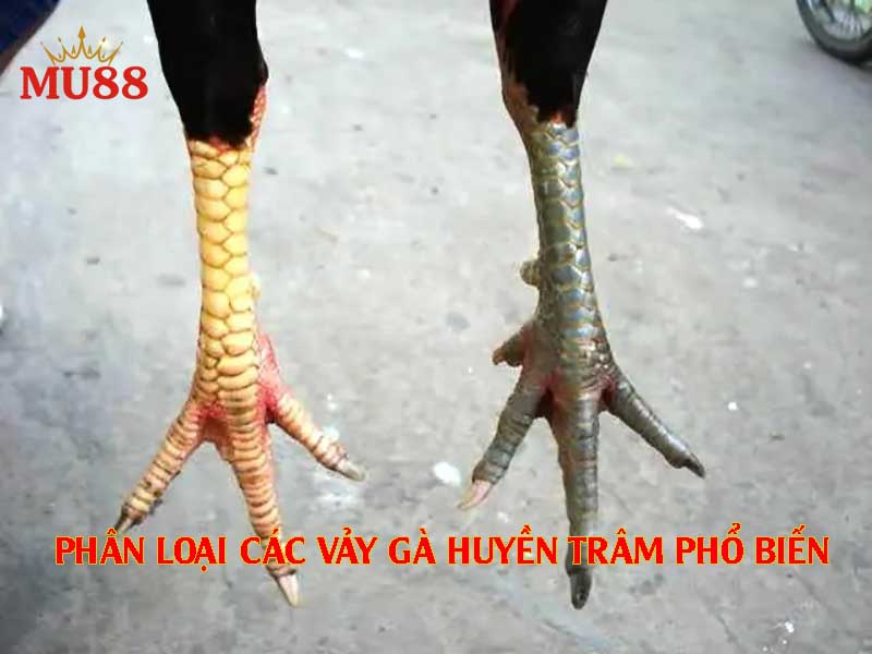 Phân loại các dạng vảy gà Huyền trâm phổ biến