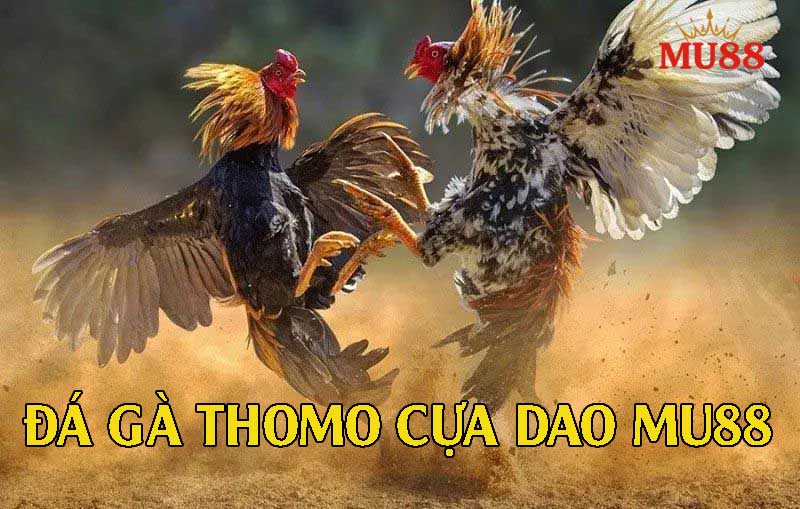 Đá gà Thomo cựa dao – Tốc độ, kịch tính, thắng lớn ngay trong vài giây!