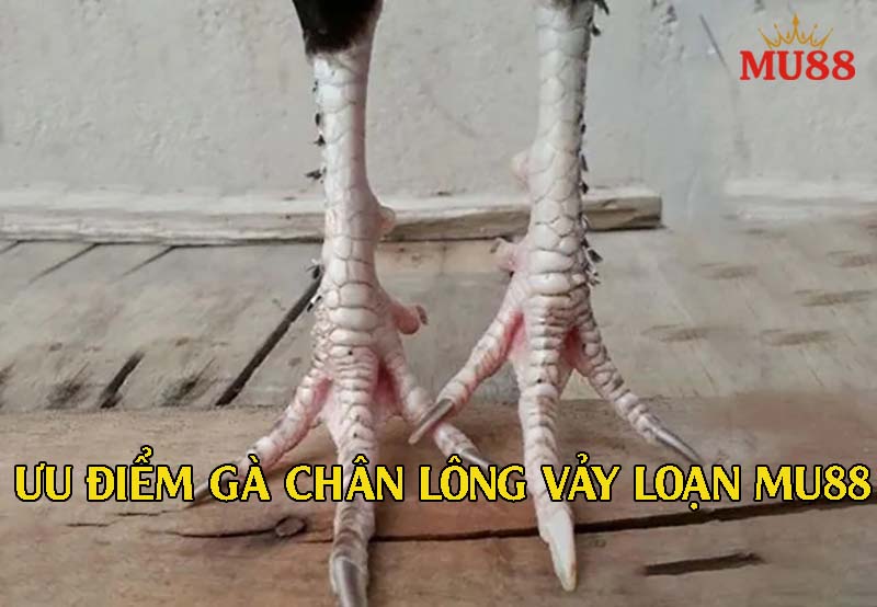 Lông chân rậm, vảy loạn mạnh mẽ – dấu hiệu chiến kê đá rất bén và lì đòn.