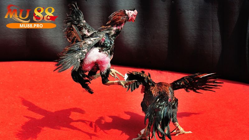 Chiến thuật cược đá gà hiệu quả